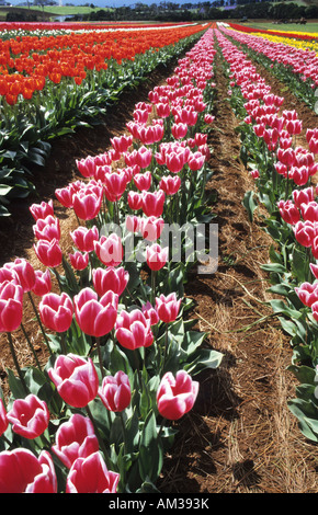 Reihen von bunten Tulpen Tisch Cape Tulip Farm in Tasmanien Stockfoto