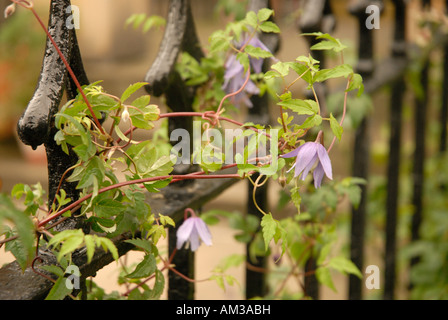 Ann Street details Edinburgh Schottland Blumen Stockfoto