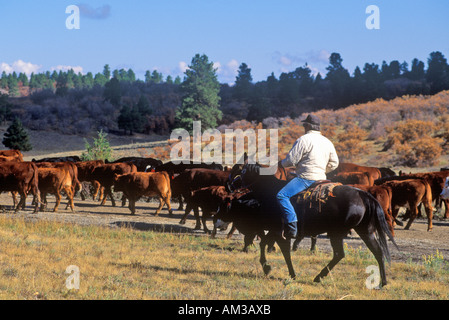 Almabtrieb auf Pfadfinderin Road Ridgeway CO Stockfoto