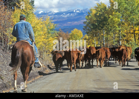 Almabtrieb auf Pfadfinderin Road Ridgeway CO Stockfoto