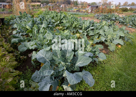 Grünes Gemüse wächst auf lokalen Zuteilung in der Nähe von Chipping Campden Cotswolds UK Stockfoto