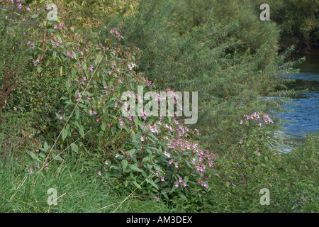 Drüsige Springkraut Pflanzen eindringenden Ufer des Flusses Wye UK Stockfoto