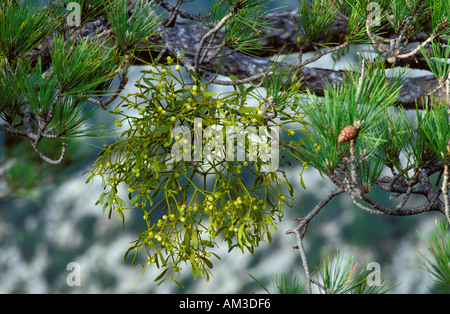 Mistel, Viscum Album. Mit reifen Beeren. Parasiting einer Kiefer, Pinus nigra Stockfoto