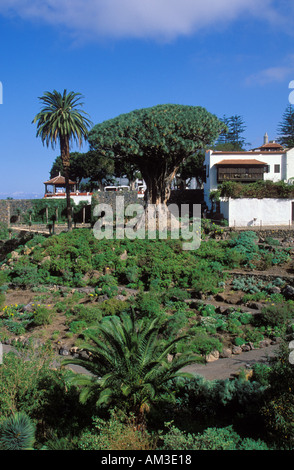 Tausendjährige Drachenbaum (Dracaena Draco) in Icod de Los Vinos. Auf der Insel Teneriffa. Kanarische Inseln Stockfoto