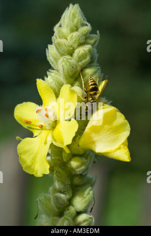 Große Königskerze (Verbascum Thapsus) Stockfoto