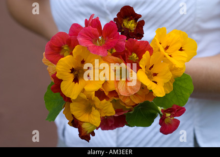 Reihe von indischen cres (Tropaeolum Majus) Stockfoto