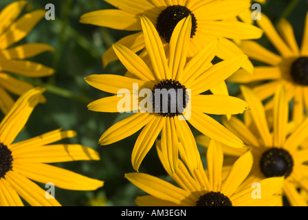 Echinacea (Rudbeckia) Stockfoto