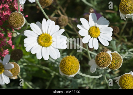 Chamomille (Matricaria Recutita) Stockfoto