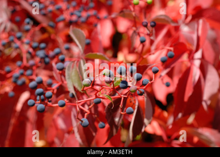 Wildem Wein (Parthenocissus Quinquefolia) Stockfoto