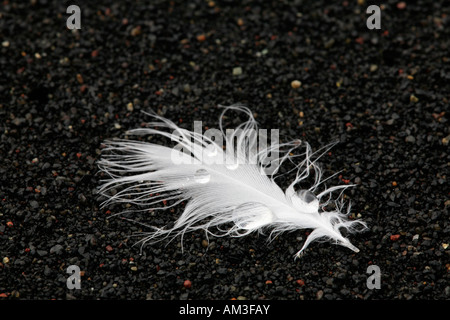 Wassertropfen auf einer Feder eine Küstenseeschwalbe am schwarzen Strand in Vik, Iceland, Dyrhólaey Bucht, Natur Stockfoto