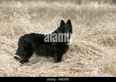 Schwarze weibliche belgischen Schäferhund (Groenendael) Stockfoto