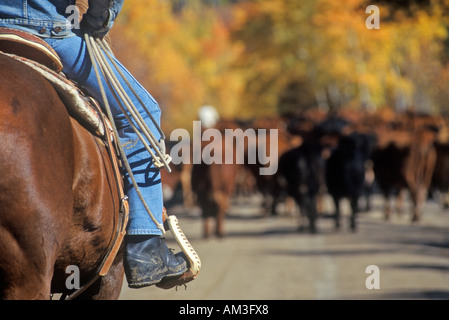 Almabtrieb auf Pfadfinderin Road Ridgeway CO Stockfoto