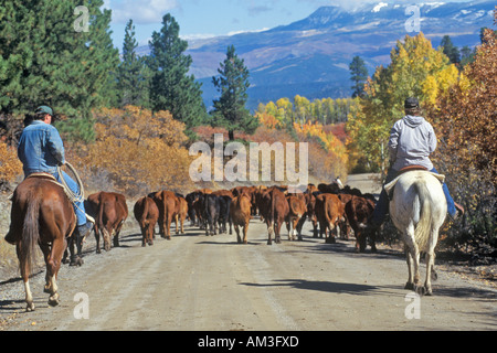 Almabtrieb auf Pfadfinderin Road Ridgeway CO Stockfoto