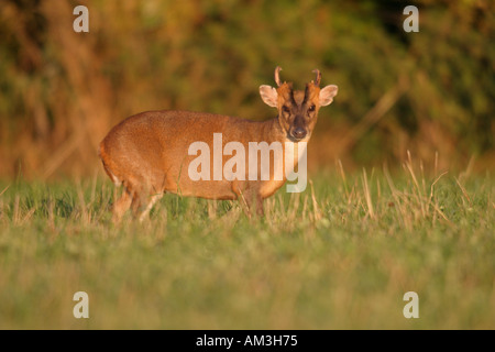 Muntjak Deer Sonne am frühen Morgen Buckland Warren Oxfordshire-England Stockfoto