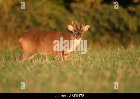 Muntjac Rotwild Morgensonne Buckland Warren-Oxfordshire-England Stockfoto