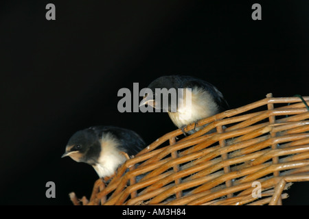 Zwei junge Schwalben beobachten eine Fliege Hirundo Rustica Stockfoto