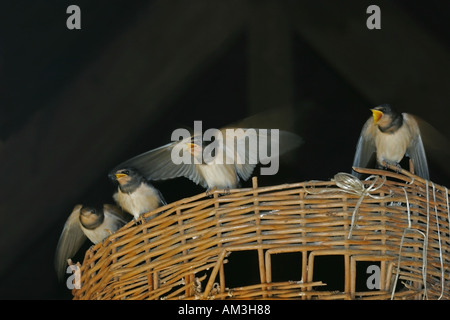 Vier junge Schwalben Essen Hirundo Rustica warten Stockfoto