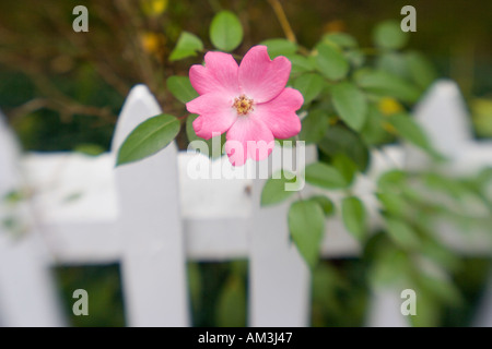 Rose auf einem Lattenzaun Stockfoto