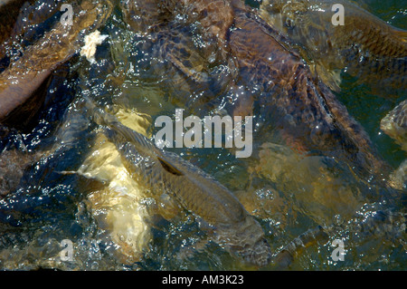 Spanien Andalusien Sevilla Reales Alcazares Karpfen Fisch kämpfen für Brot in einem pool Stockfoto