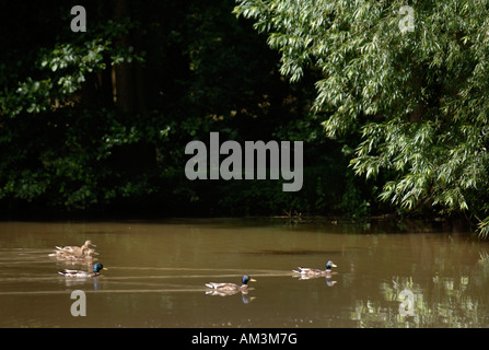 DREI PAARE VON ENTEN AUF EINEM SEE UMGEBEN VON TRAUERWEIDE BÄUME HEREFORDSHIRE UK Stockfoto