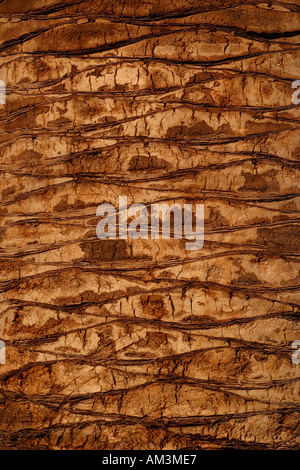 Palm-Baum-Rinde Stockfoto