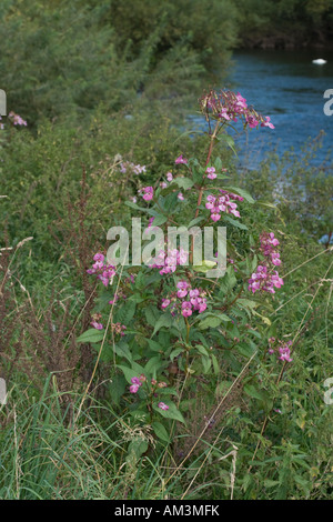 Drüsige Springkraut Pflanzen eindringenden Ufer des Flusses Wye UK Stockfoto