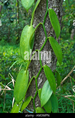 Vanilla Planifolia, La Réunion, Frankreich, Afrika Stockfoto