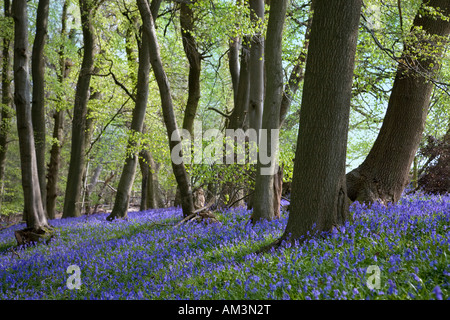 Bluebell Holz im Frühjahr. Chiltern Hills England. (Lateinischer Name: endymion non-skriptingunterbrechung) Stockfoto