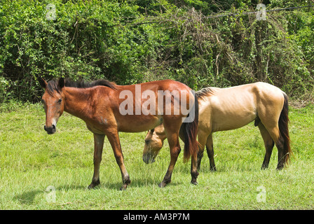 Wilde Pferde auf Vieques Insel Puerto Rico Stockfoto