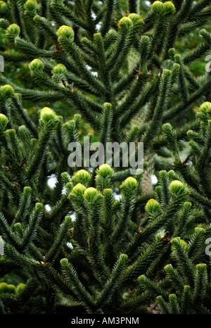 DETAIL DER FILIALEN AUF EINE MONKEY PUZZLE TREE ARAUCARIA ARAUCANA Stockfoto