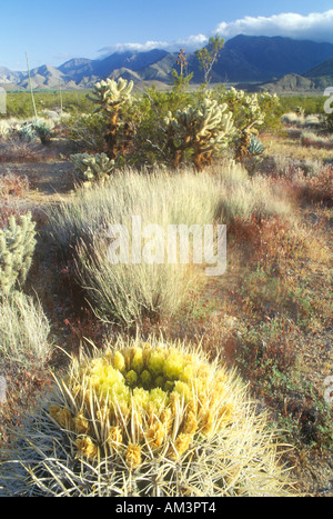 Wüste Barrel Cactus Anza Borrego Desert CA Stockfoto