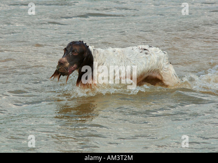 Ein Springer Spaniel Hund, im Süßwasser Carsington Reservoir In Derbyshire England spielen... Stockfoto