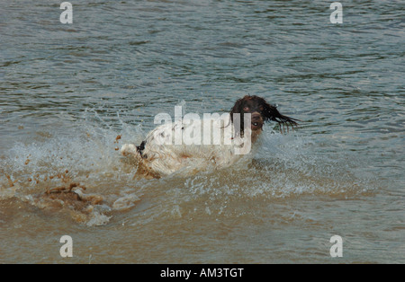 Ein Springer Spaniel Hund, im Süßwasser Carsington Reservoir In Derbyshire England spielen... Stockfoto