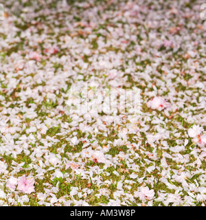 Kirschbaum Blüte auf Rasen gefallen Stockfoto