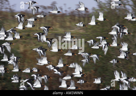 Eurasischen Austernfischer Haemantopus Ostralegus Herde im Flug Stockfoto