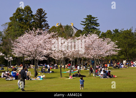 Japanische Familien genießen traditionelle frühen Frühling Kirschblüte Parteien Hanami in Nara park Kansai Japan Asien Stockfoto