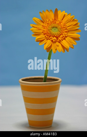 Orange Gerbera Daisy Blume in orange und gelb gestreiften Blumentopf mit weißen Sockel und blauer Hintergrund Stockfoto