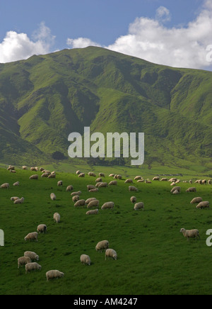 Kultige Blick auf Schafe grasen auf den üppigen grünen Hängen des Hauhungaroa Gebirges Nordinsel Neuseeland Stockfoto