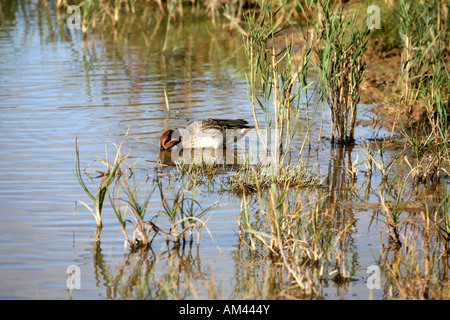 Ente im Schilf. Cley Norfolk UK Stockfoto