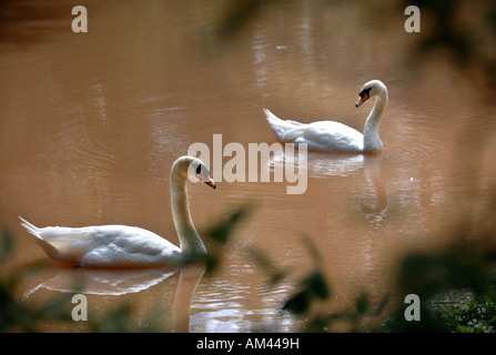 EIN PAAR DER SCHWÄNE AUF EINEM SCHLAMMIGEN SEE HEREFORDSHIRE UK Stockfoto