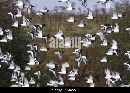 Eurasischen Austernfischer Haemantopus Ostralegus Herde im Flug Stockfoto