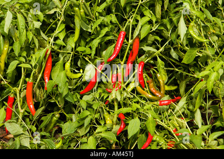 Heiße rote Chilli Stockfoto