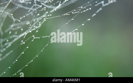 Tautropfen im Web in Nahaufnahme Stockfoto