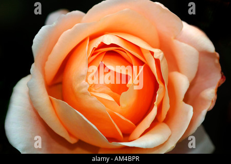 Nahaufnahme einer Pfirsich farbigen Rose benannt Ambridge. Stockfoto