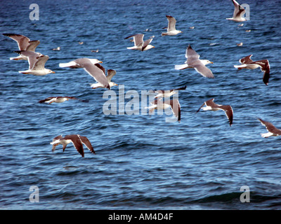 Gemischte Herde von Möwen im Flug über das Mittelmeer, Carvajal Fuengirola Costa del Sol Spain Strang Möwe Möwen Möwe Stockfoto