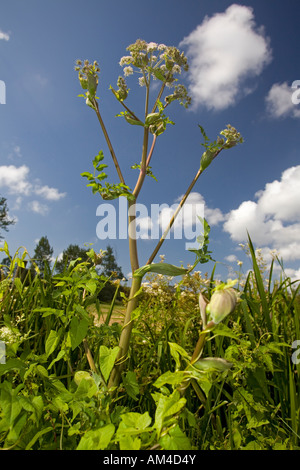 Im Sommer ein Wild Angelica (Angelica sp) Pflanzen (Frankreich). Pied d'Angélique Sauvage (Angelica sp) de Eté (Frankreich). Stockfoto