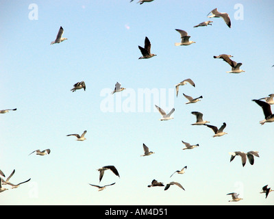 Möwen im Flug gegen den Himmel, Mittelmeer, Costa Del Sol-Spanien, Europa, Stockfoto