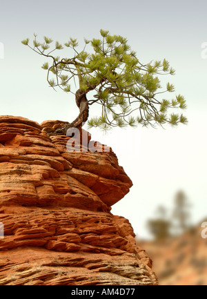 natürlichen Bonsai-Baum wächst in Sandstein in den USA Südwesten Stockfoto