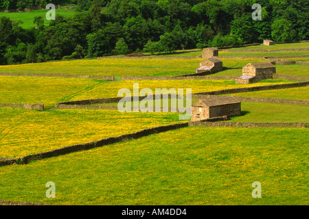 Buttercup Wiesen Ranunculus Acris und Stein Scheunen und Wände in Yorkshire Dales National Park Stockfoto