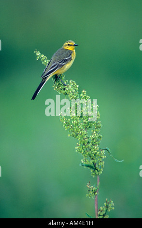 Schafstelze Kent England Stockfoto